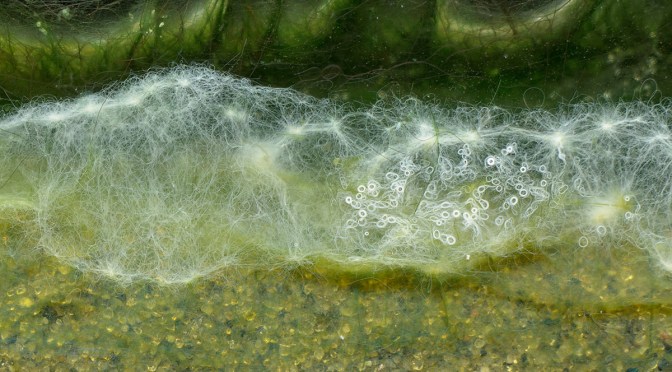 The secret lives of microbes