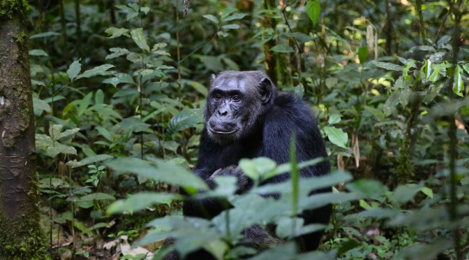 Why the naked ape    really has pubic hair
